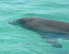 dolphin drones war machine