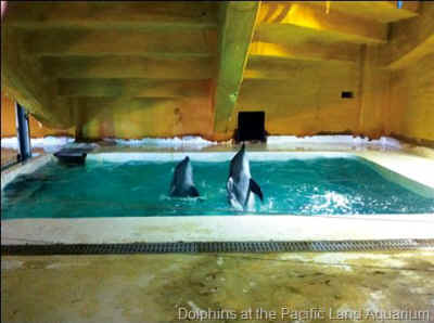 dolphin escaped