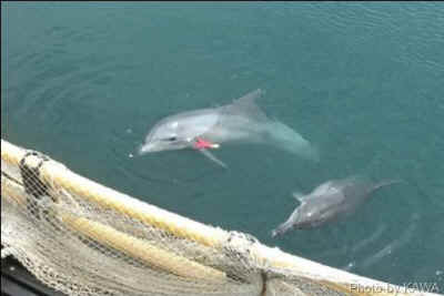 dolphin escaped