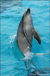 dolphin tail walking teaching culture