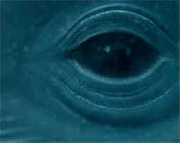 dolphin eye