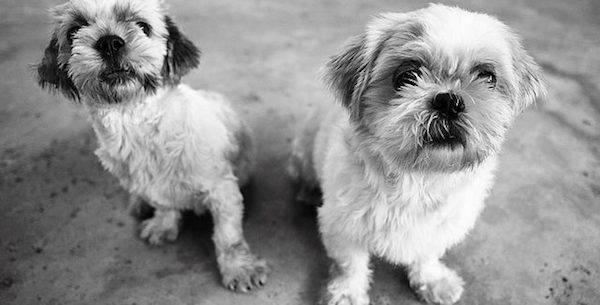 puppies