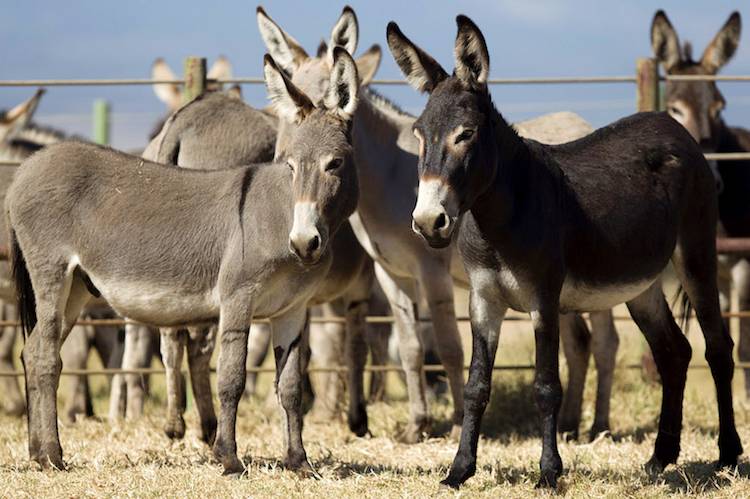 donkeys