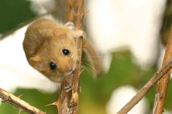 ar-dormouse