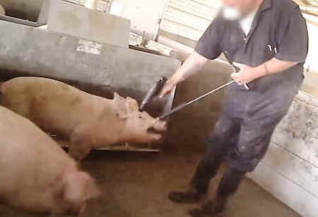 pig slaughter