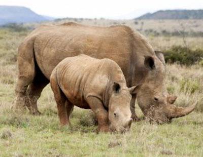 rhinos