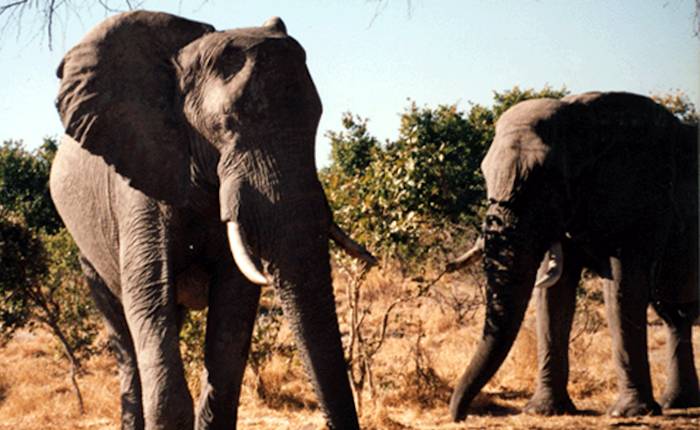elephants