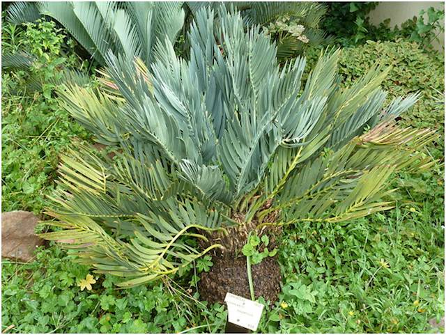 Wolkberg cycad