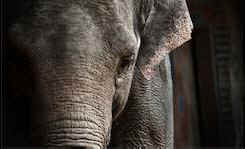 the elephant in the room sentience holocaust