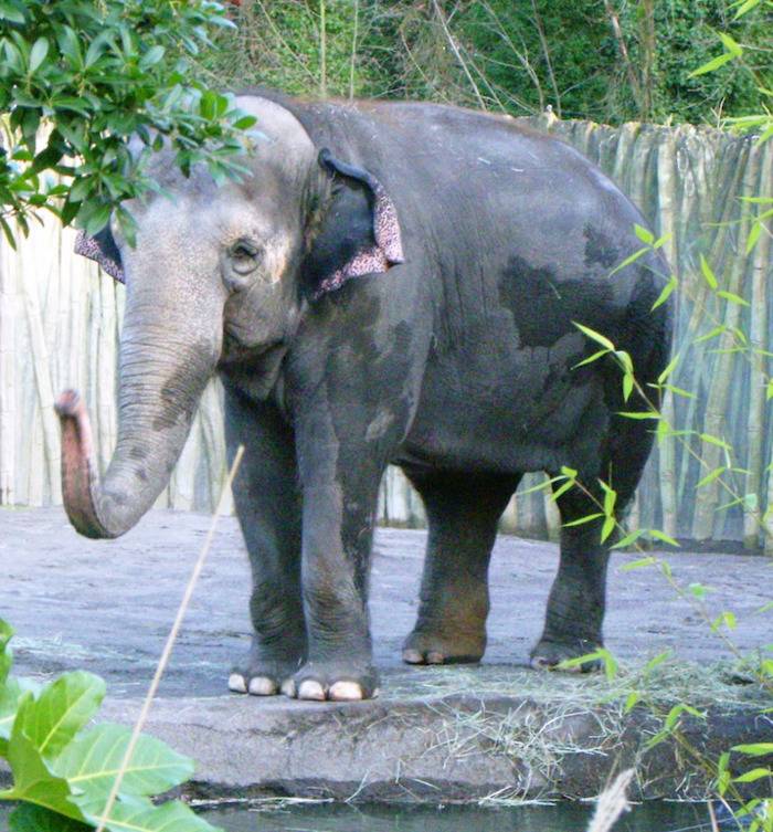 packy elephant