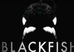 Blackfish orca whale Seaworld