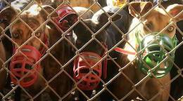 greyhound races