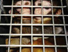 monkeys vivisection