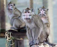monkeys vivisection