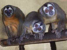 monkeys vivisection