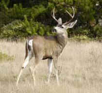 blacktail deer