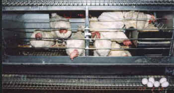 enriched cages