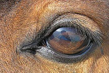 horse's eye