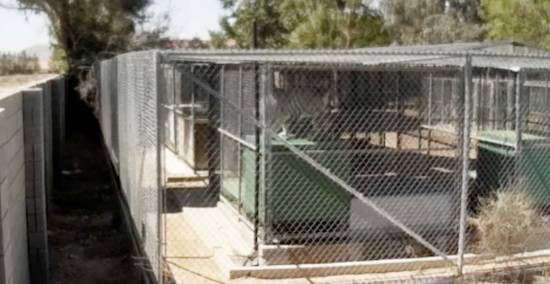 big-cat-cages