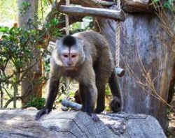 exotic pet capuchin