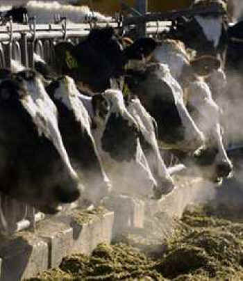 holstein dairy cow. Holstein dairy cows feed