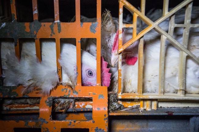 caged hens