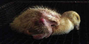 tortured duck