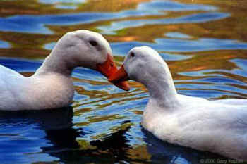 happy ducks