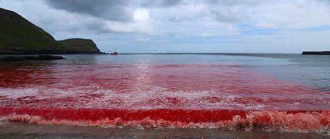 Faroe Island whale slaughter