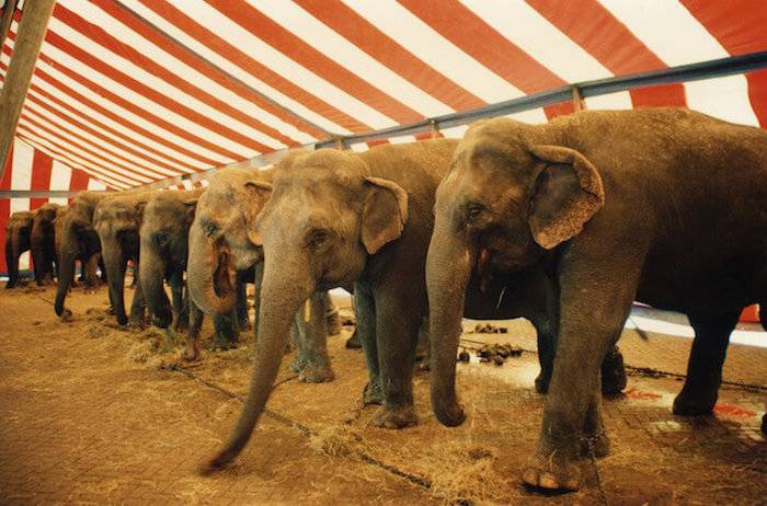 ringling elephants