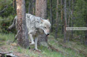 wolf wolves Jim Robertson