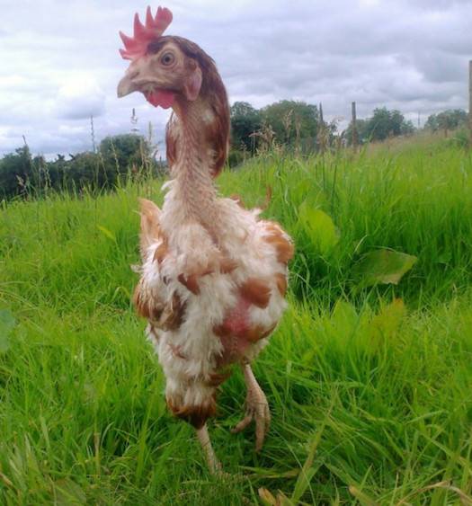 joy rescued hen