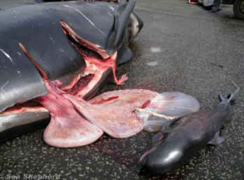 pilot whale slaughter