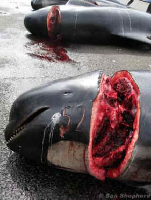 pilot whale slaughter
