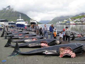 pilot whale slaughter