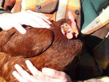 hen egg Doris yoke