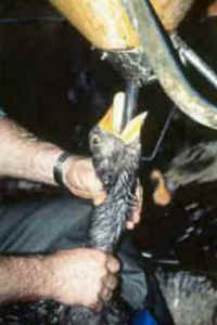 foie gras duck goose