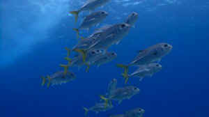 fish fishes sentience