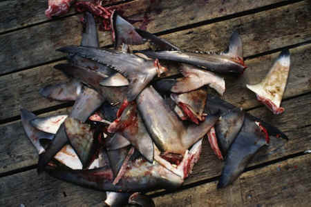 ar-finning