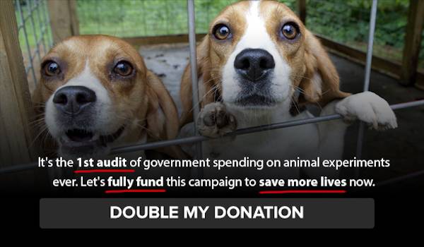 lab beagles