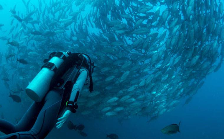 diver and Fishes