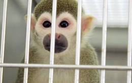 squirrel monkey