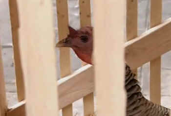 turkey torture fraternity
