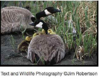 family of geese