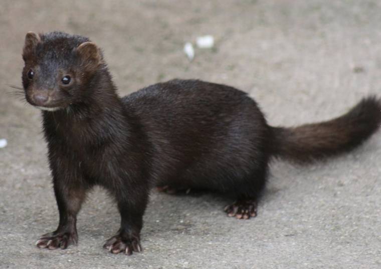 black mink