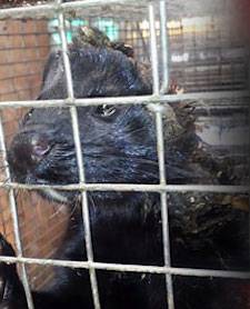 captive mink