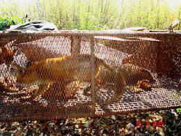 Fur Free Friday fox farm