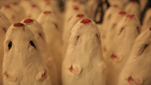 victims of fur