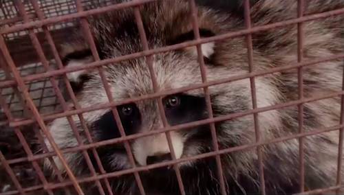 raccoon dog fur