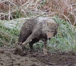 trapped coyote